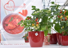 De Heartbreakers van Prudac mochten natuurlijk niet ontbreken deze FlowerTrials.